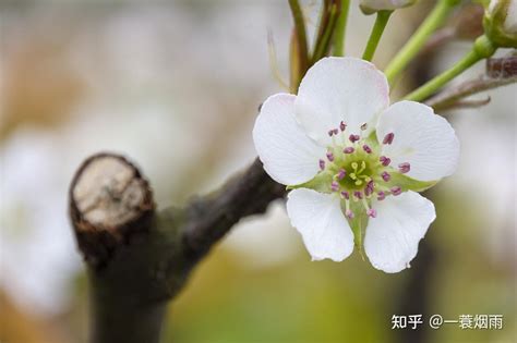 春天代表物|15种开在春天的花，15种春天里的诗意